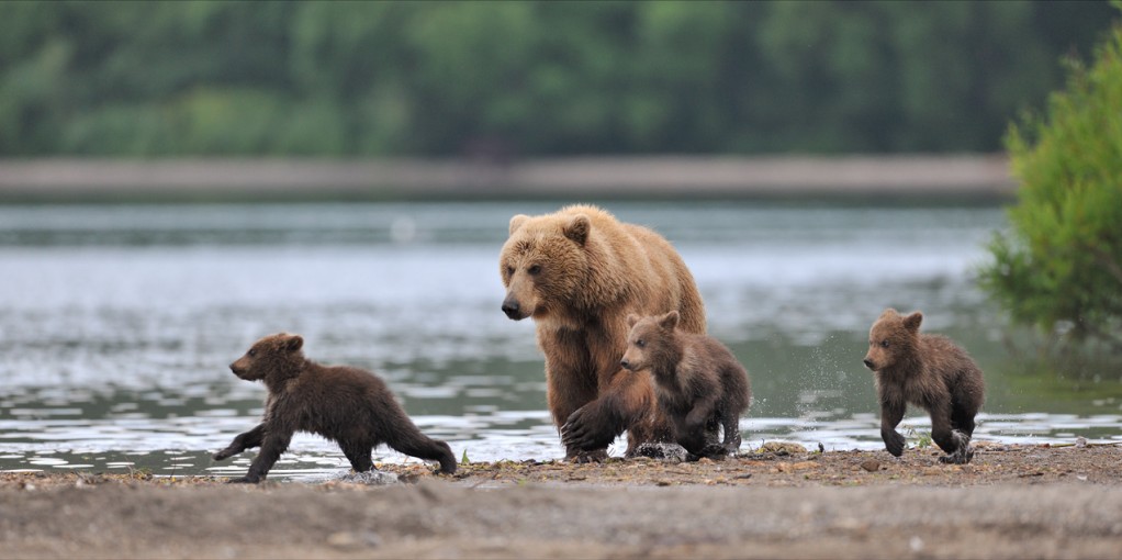 &#91;HOT&#93; Beruang-Beruang Lucu di Danau Kuril Russia