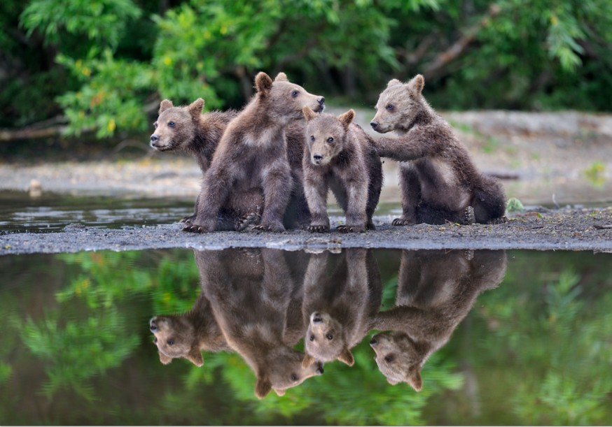 &#91;HOT&#93; Beruang-Beruang Lucu di Danau Kuril Russia