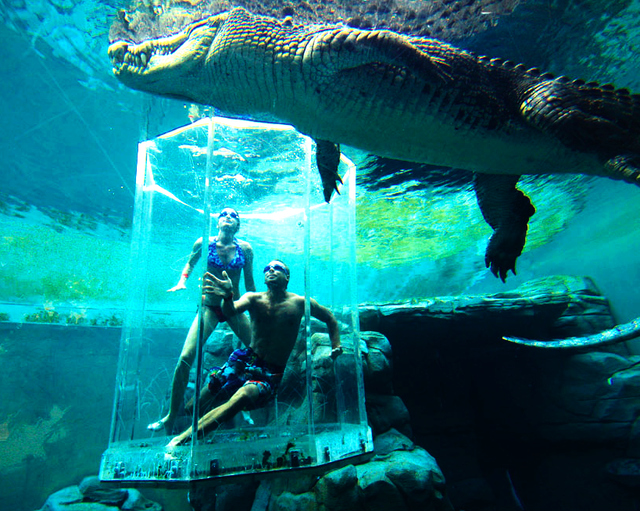 Berani berenang bersama buaya? Kunjungi tempat ini gan!