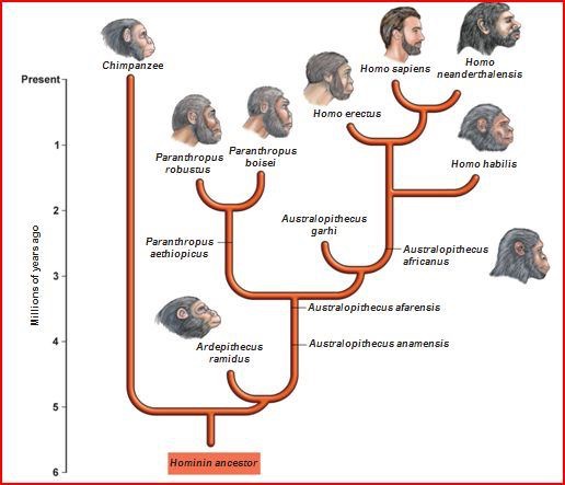 kalau-manusia-dari-evolusi-kera-kenapa-sekarang-masih-ada-kera