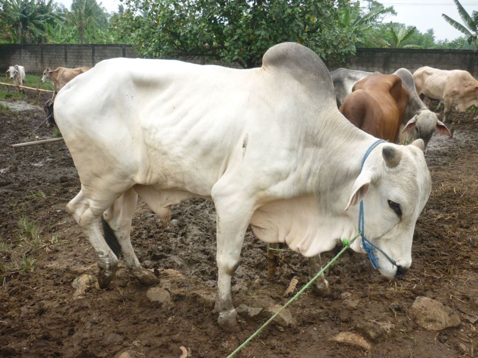 Anak SMU Lamongan Membuat Pengharum Udara (Air Refreshener) dari Kotoran Sapi