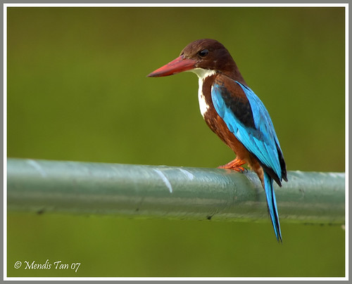 Attention Burung Burung Di Indonesia Yang Dilindungi