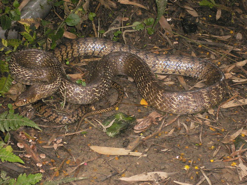 colubrid-lovers-silakan-masuk