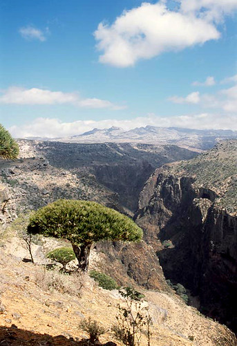Pulau Socotra - pulau terunik di Bumi