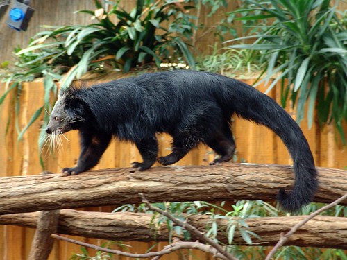 &quot;Binturong&quot; Musang langka yg masih banyak diperdagangkan