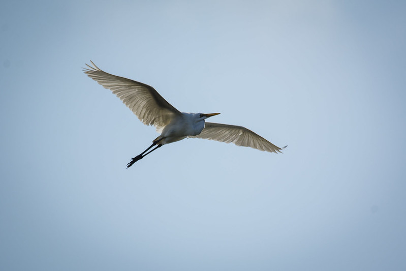 wildlife-fotografi