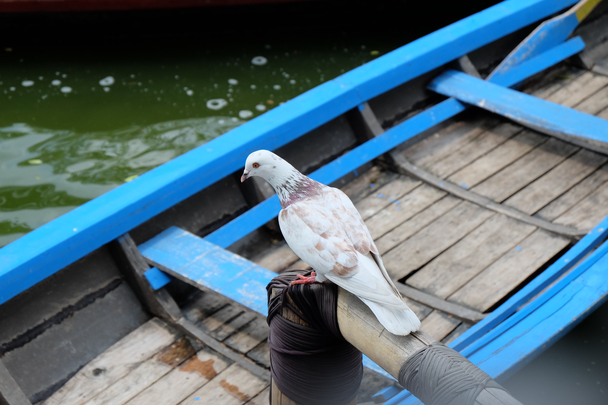 kavling-fujifilm---part-4