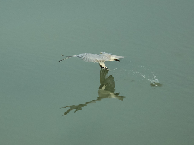 wildlife-fotografi