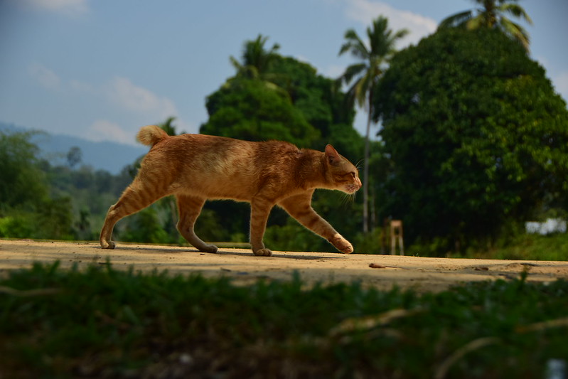 alun-alun-nikonian---part-13