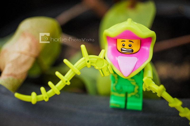 official-lego-thread---part-1