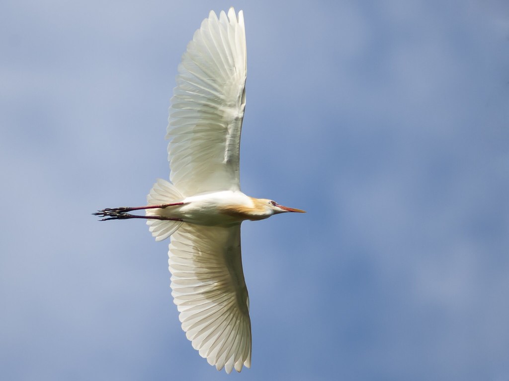 wildlife-fotografi