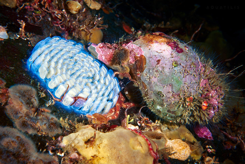 Foto menakjubkan makhluk hidup bawah laut
