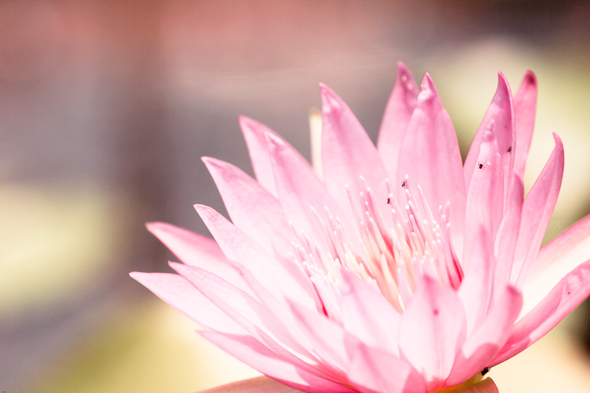 official-fotografi--jeprat-jepret-bandung-jjb----follow-jjbkaskus