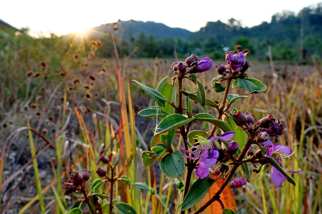 kavling-fujifilm---part-4