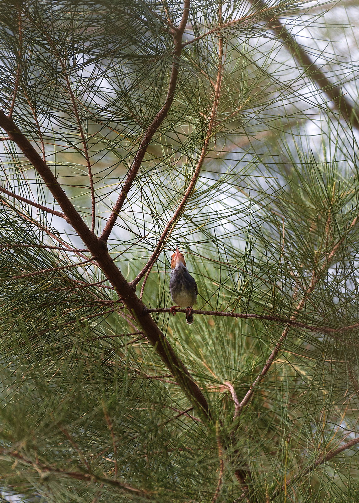 alun-alun-nikonian---part-14