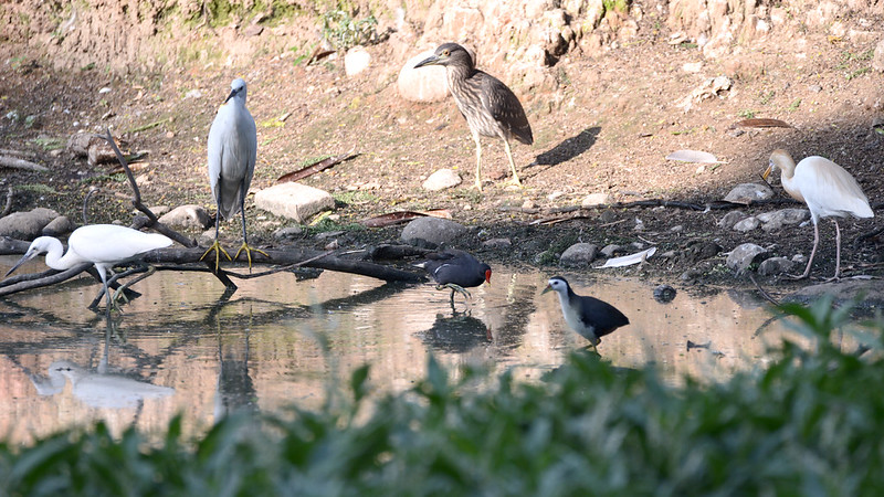 alun-alun-nikonian---part-14