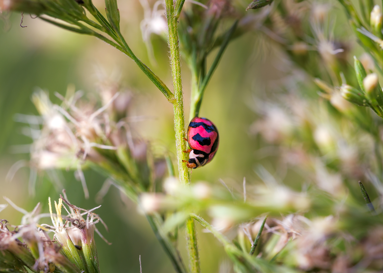 alun-alun-nikonian---part-14