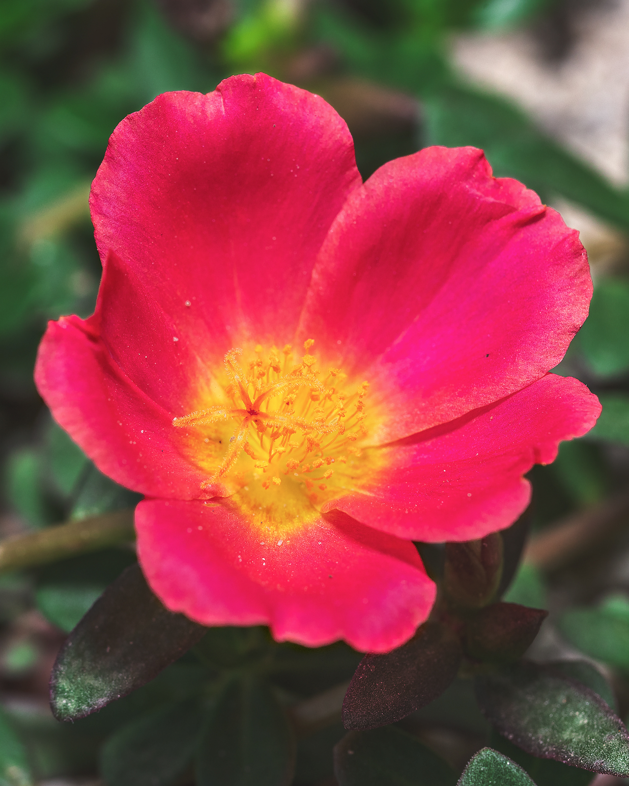 alun-alun-nikonian---part-14