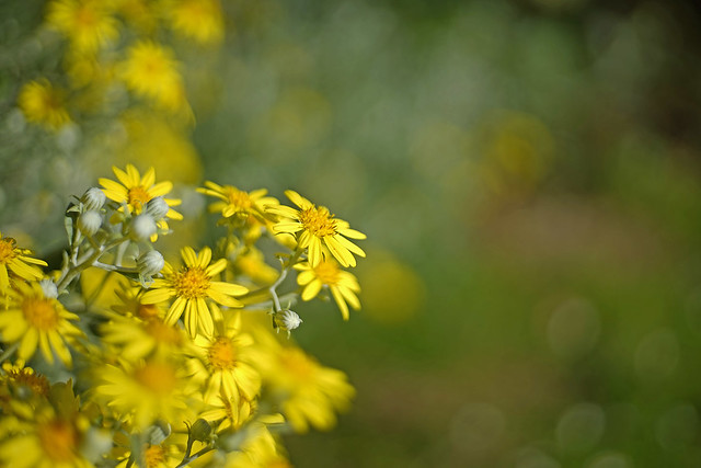 saung-lensa-manual---part-5