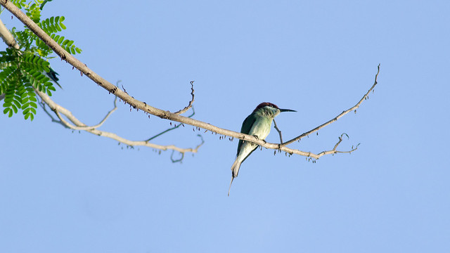 alun-alun-nikonian---part-14