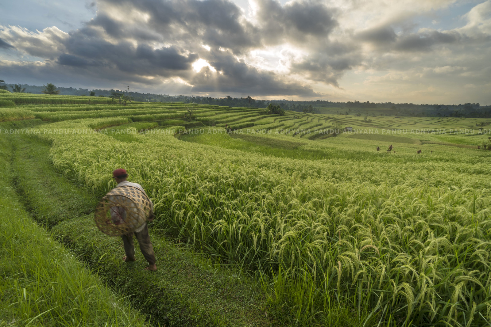 agricultural-photography-seni-fotografi-tentang-dunia-pertanian