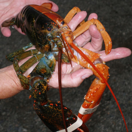 LOBSTER MUTAN BELANG HEBOHKAN PORTLAND