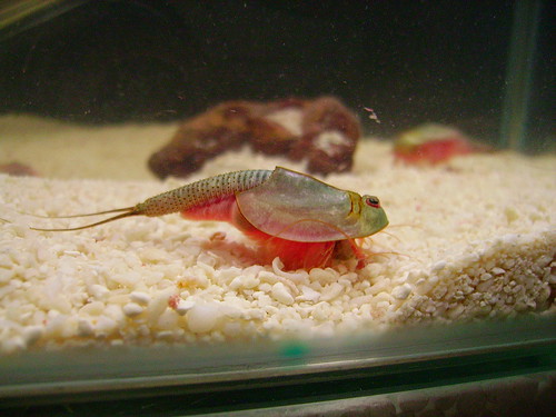 Triops, hewan purba dari jaman dinosaurus