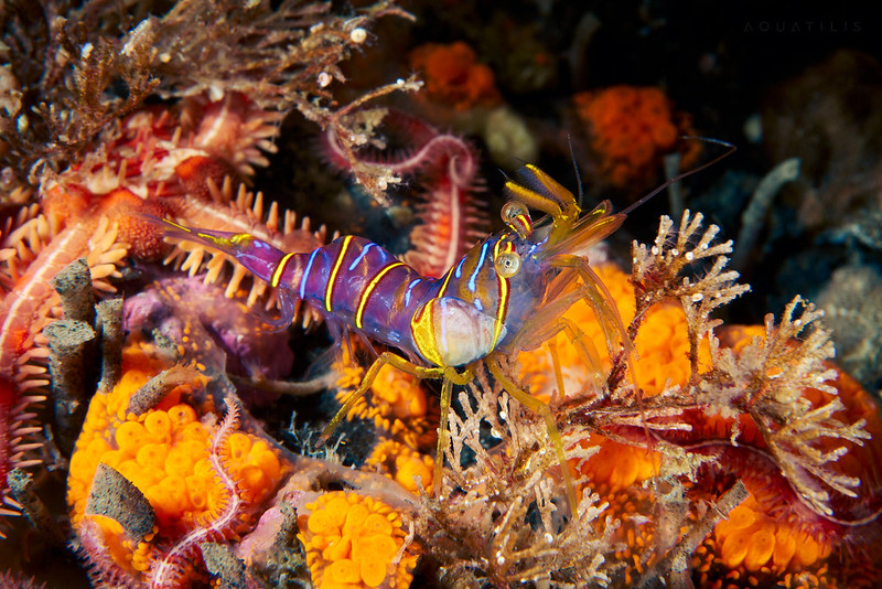 Foto menakjubkan makhluk hidup bawah laut