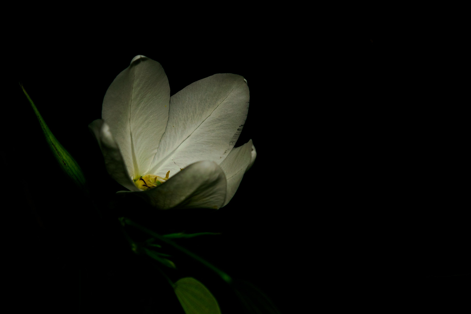 alun-alun-nikonian---part-13