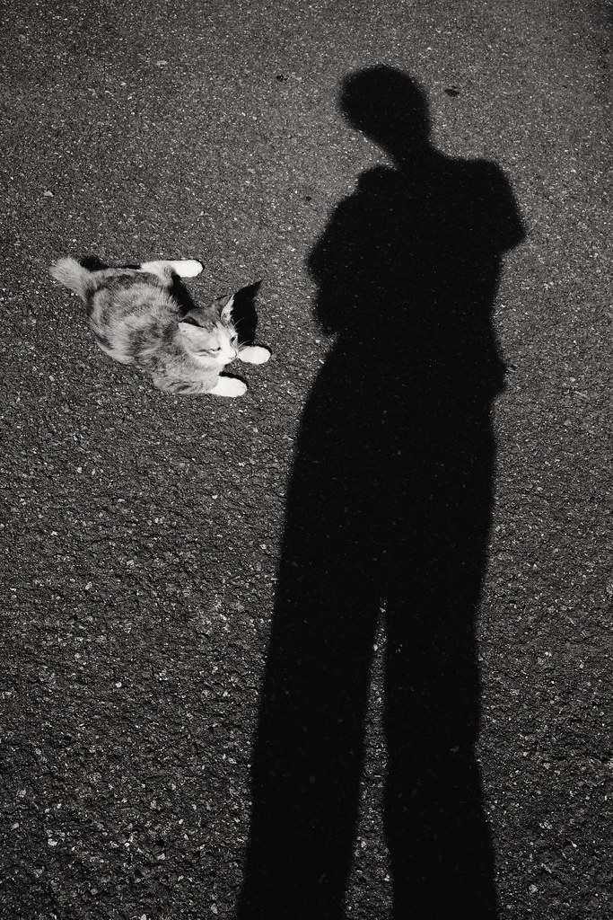 kavling-fujifilm-reborn