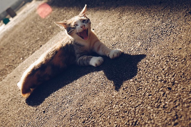 kavling-fujifilm-reborn