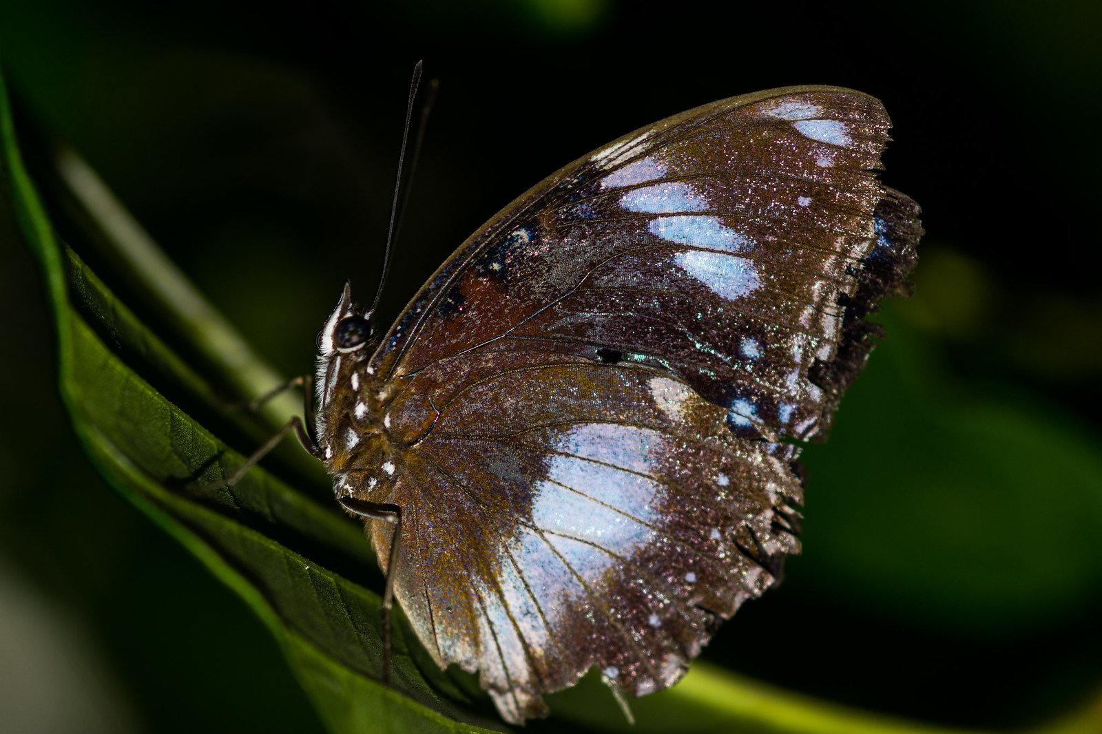 alun-alun-nikonian---part-13