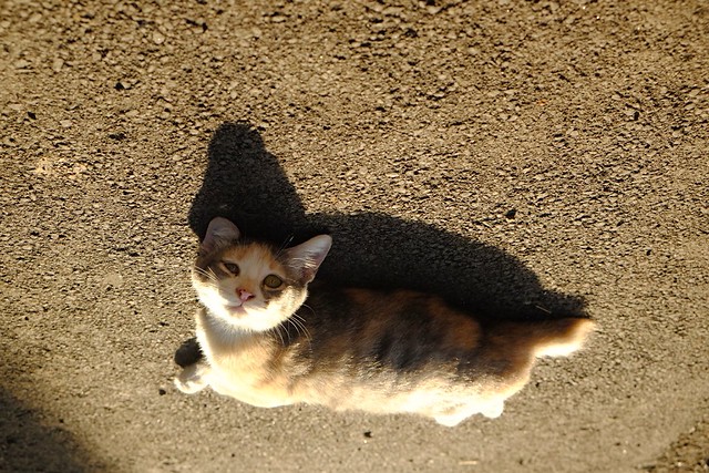 ketika-pulau-kucing-di-jepang-meminta-bantuan-makanan-kucing