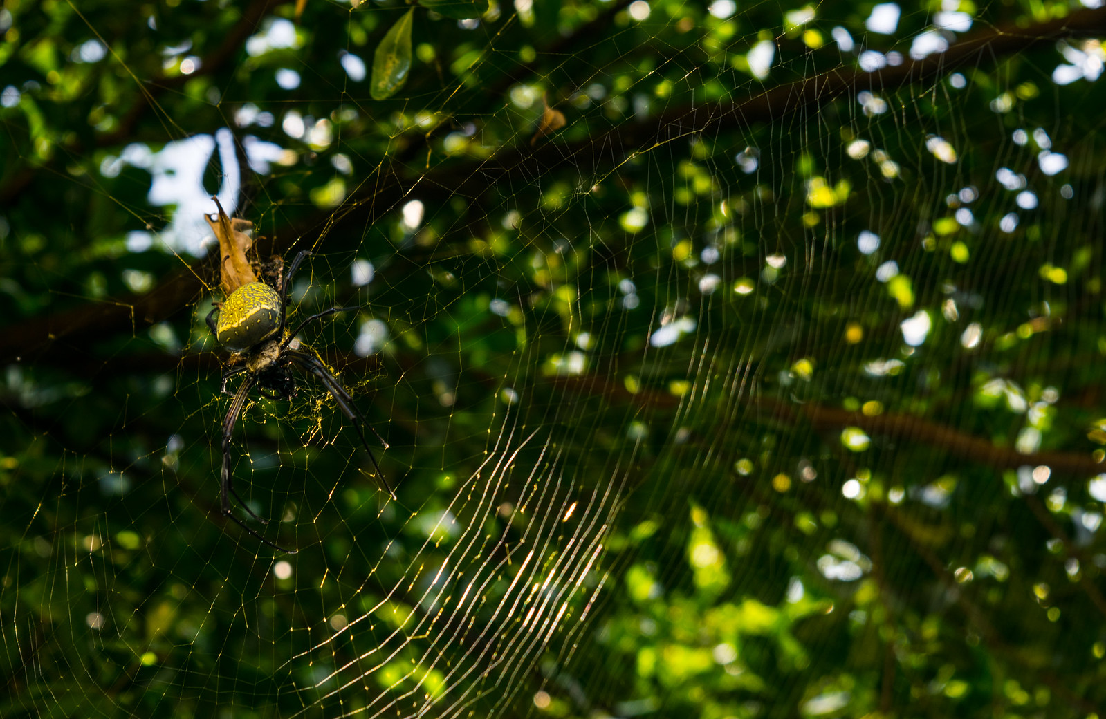 alun-alun-nikonian---part-13