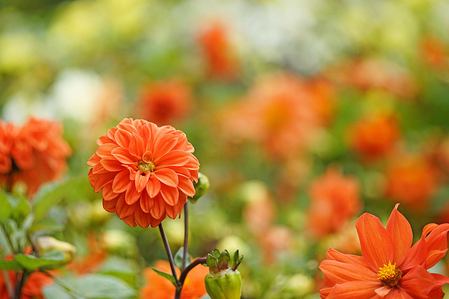 saung-lensa-manual---part-5