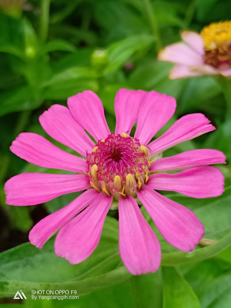 Berminat dengan Oppo F9? Yuk, Simak Dulu Kelebihan dan Kekurangannya