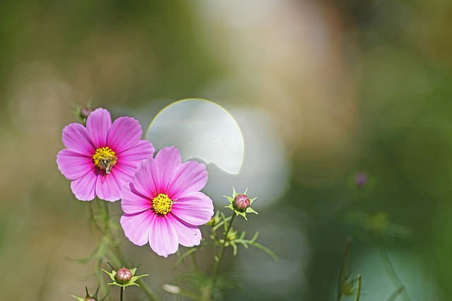 saung-lensa-manual---part-5