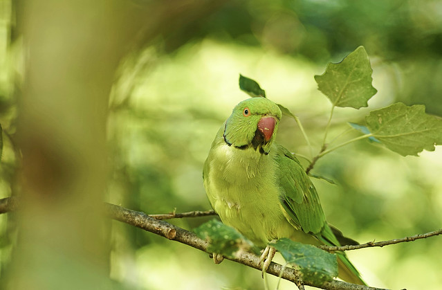 saung-lensa-manual---part-5