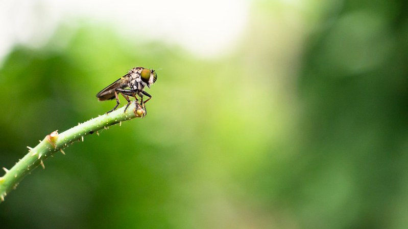 new-pendopo-sony-alpha---part-2