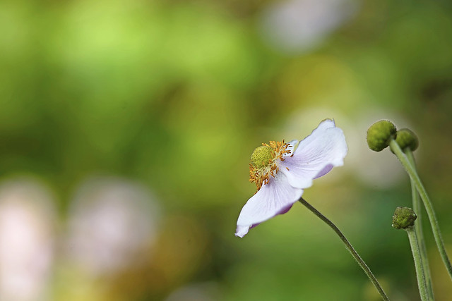 saung-lensa-manual---part-5