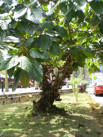 kaskus-image