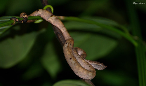 Kenali Jenis Ular Berbisa di Sekitar Agan &#91;Indonesian Snake&#93;