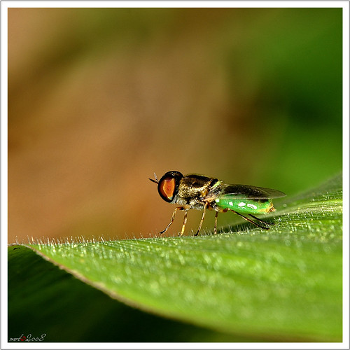 nongkrong-bareng-macro-micro-photography