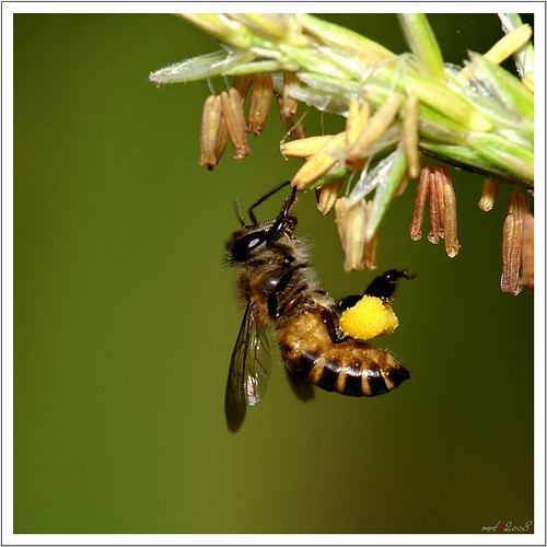 nongkrong-bareng-macro-micro-photography