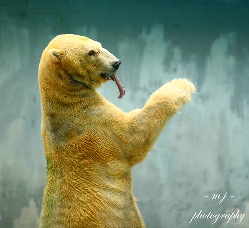 nongkrong-bareng-animal-photography