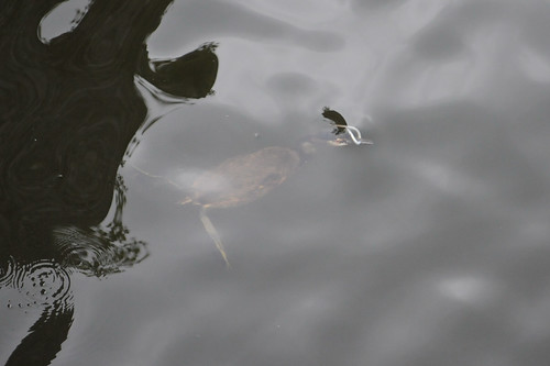 &#91;AMAZING&#93; 5 Spesies Burung Penyelam Handal di Dunia