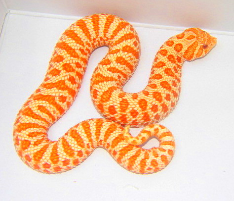 warna-warni-morph-hognose