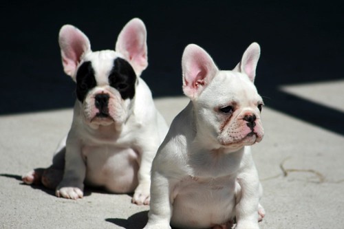 French Bulldog a.k.a Frenchie Lovers ~
