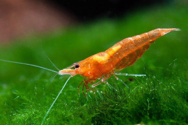 All about shrimp (red cherry, red bee, black bee, neocaridina, caridina, dll)