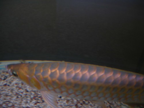 arowana--new-thread